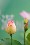 荷花_008