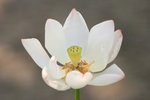 荷花_019