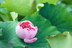 荷花_028