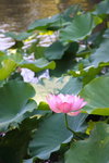 荷花_045