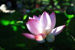 荷花_048