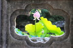 荷花_059