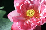 荷花_060
