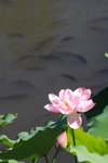 荷花_076