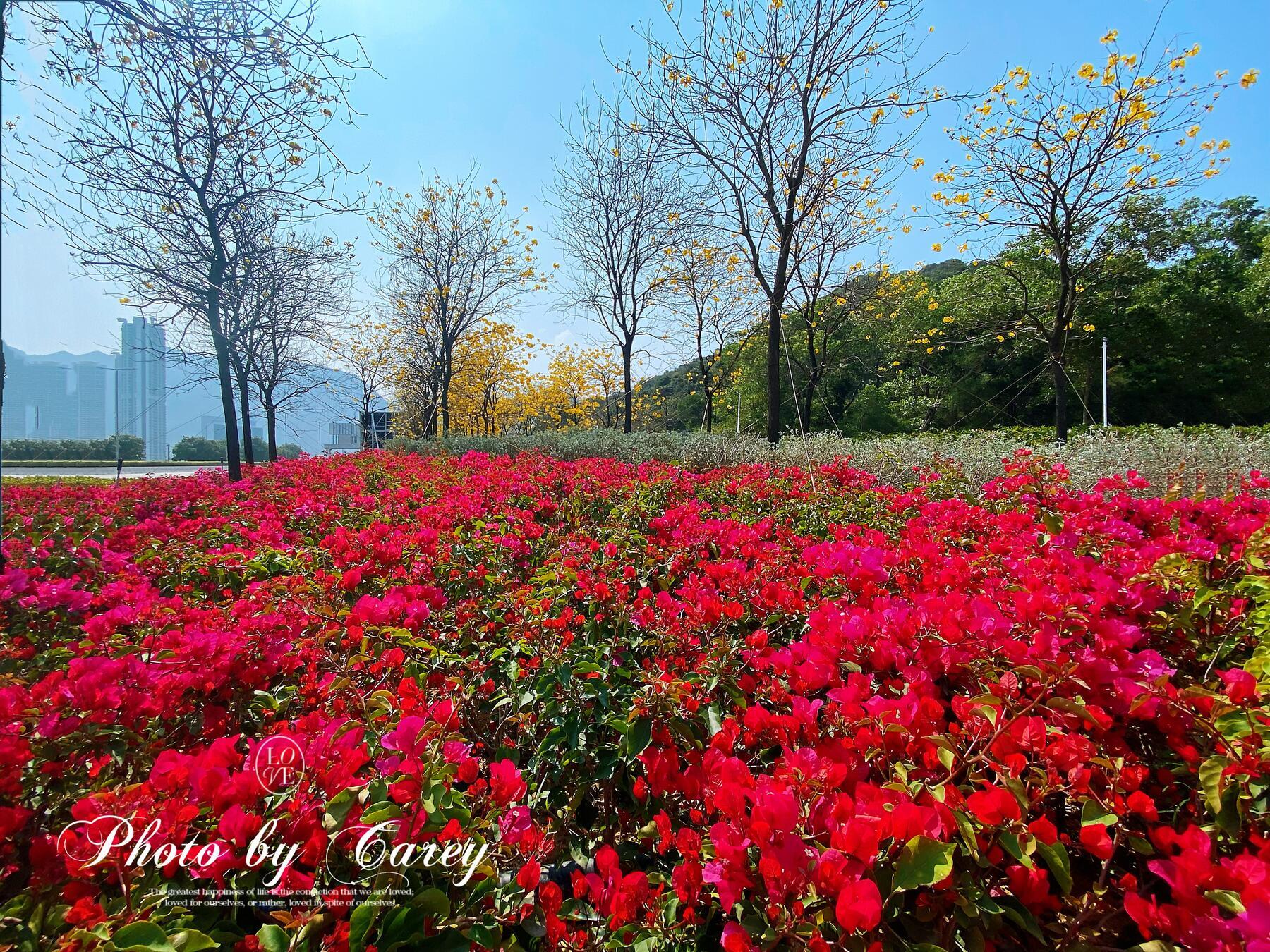 Airport Yellow Flower 2023 photo sharing network