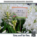 flowershow050