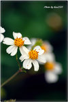 PICT0096