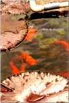 PICT0138