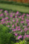 _DSC0729