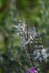 _DSC0738