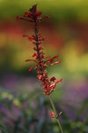 _DSC0745