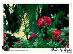 小花