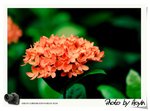 負沖花