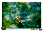 _DSC065222