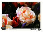 _DSC07182