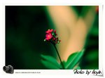 _DSC08832