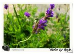 DSCF1495