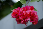 _DSC0220