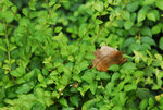 _DSC0342