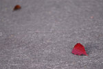 _DSC0344