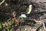 _DSC0421