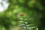 _DSC0436