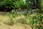 _DSC0455