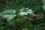 _DSC0484