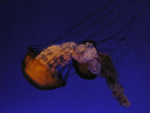 jelly