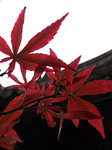 DSCF1419