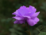 DSCF1484