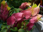 flower1