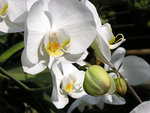 flower10