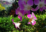 flower11