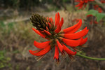 flower19