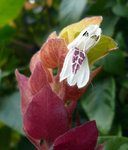 flower2