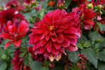 flower20