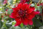 flower21