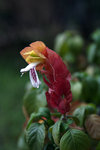 flower3