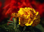 flower4