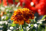 flower5