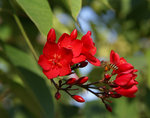 flower6