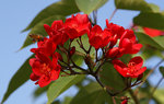 flower7