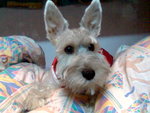 My lovely Dog~Kenny