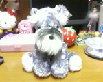 Schnauzer ~My18th B-day Present given by Vicky