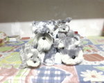 My Schnauzer Dolls