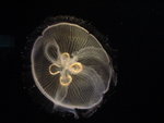 jelly