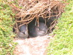 澳洲獨有既Little Penguins!!