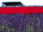 A brush of red on lavendar field-2