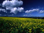 Blue Sky and Yellow Flowers Field2